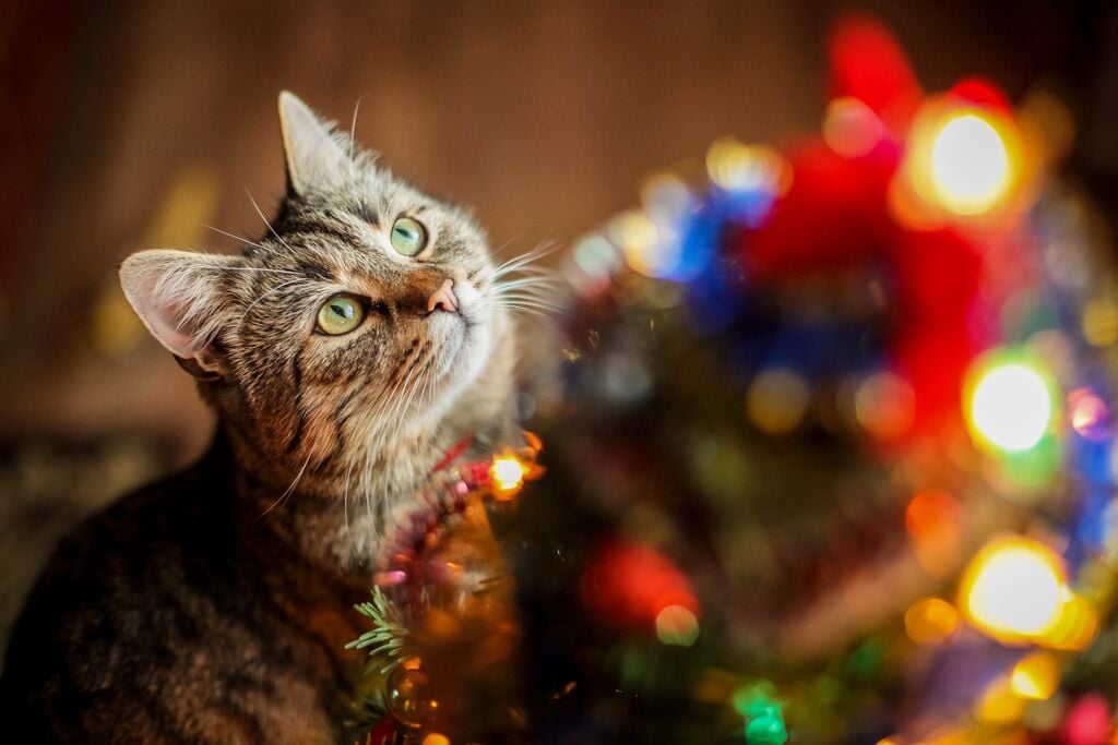 Weihnachten und Silvester mit Feliway Help
