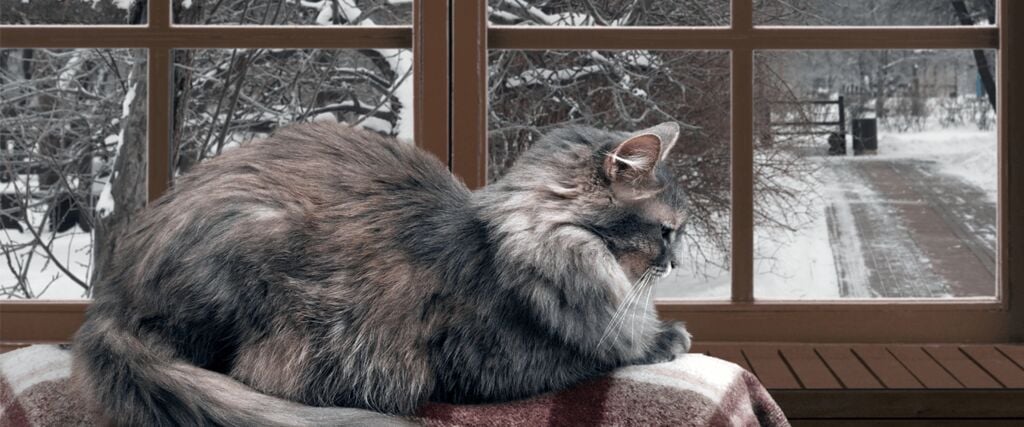 Katzen Temperatur