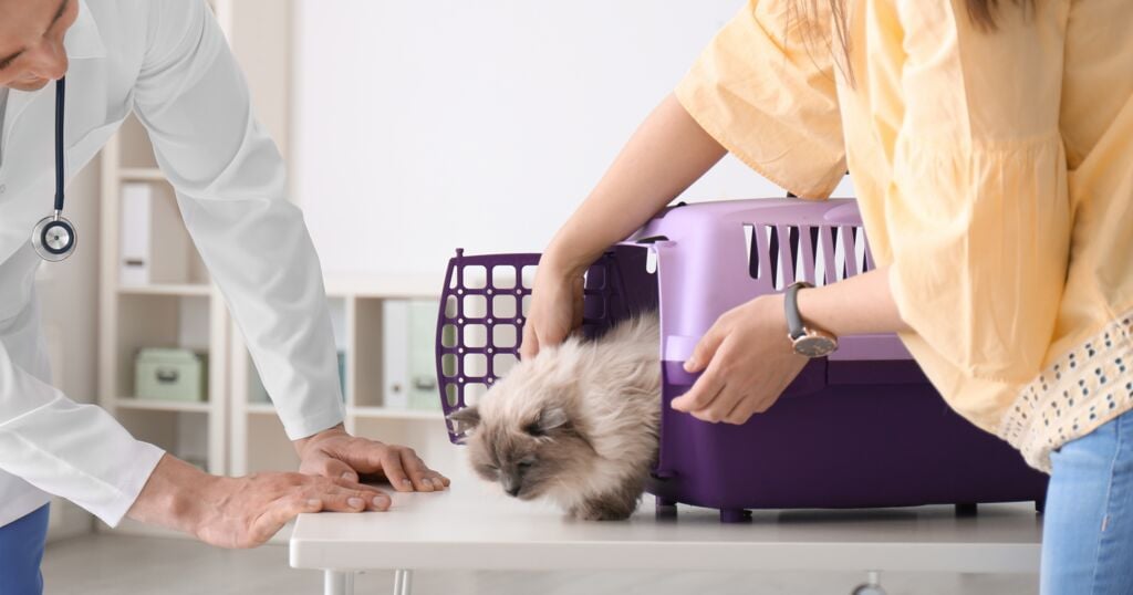 Transportbox Katze