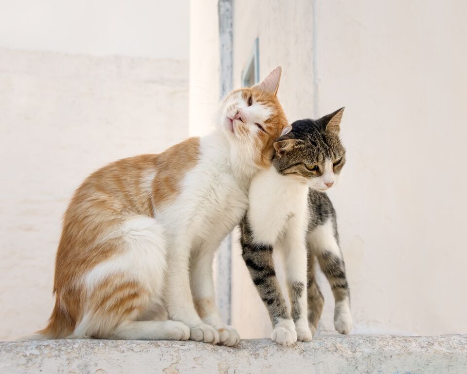 Két macska egymáshoz dörgölőzik