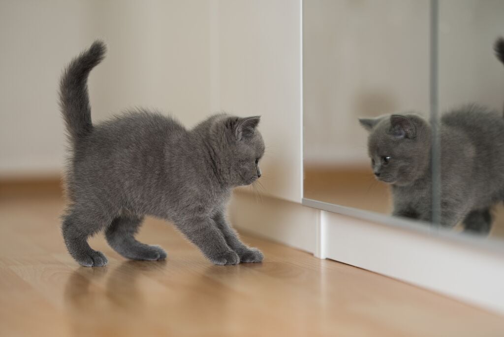 Kiscica megijed a tükörképétől