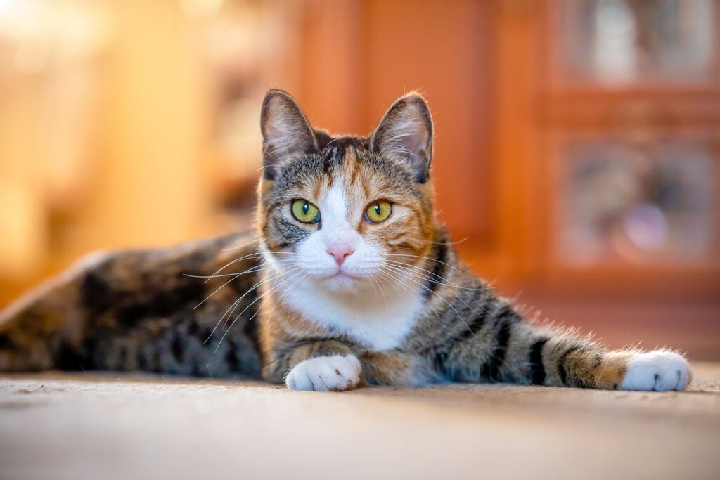 Éberen figyelő macska fekszik a szőnyegen 