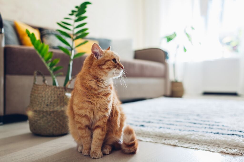 Vörös macska ül a szőnyeg mellett