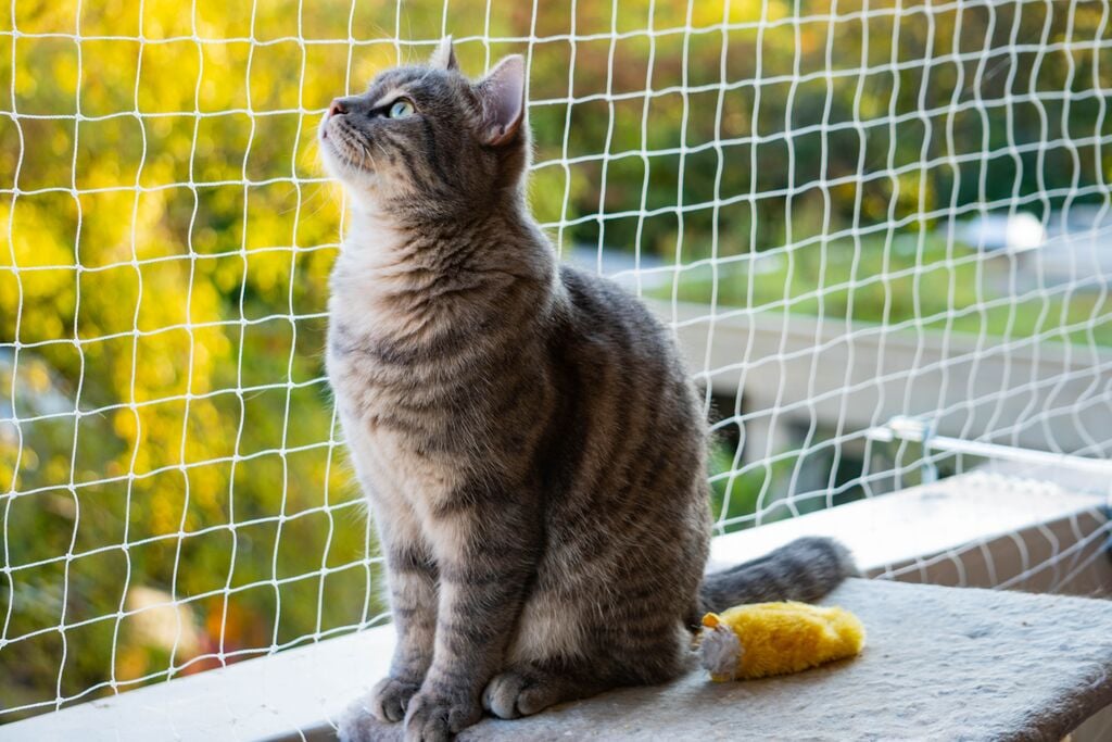 Cirmos macska ül a hálóval borított erkélyen
