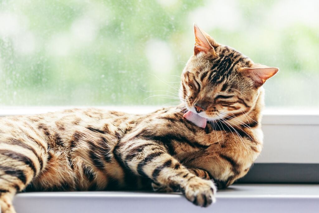 Macska ápolja a bundáját az ablakpárkányon 