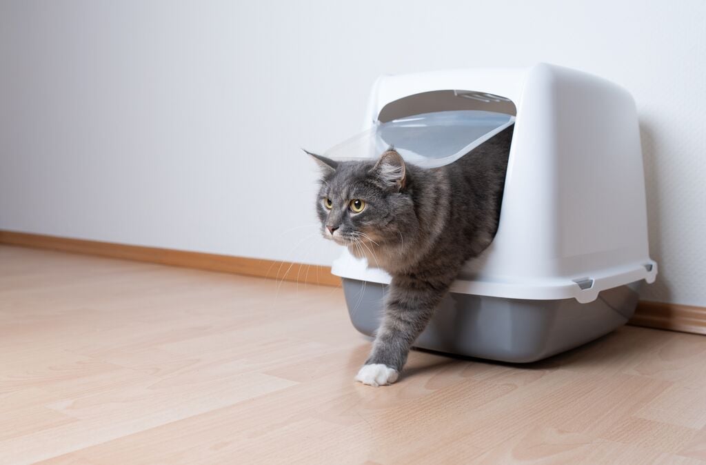 Macska sétál ki az alomtálcából
