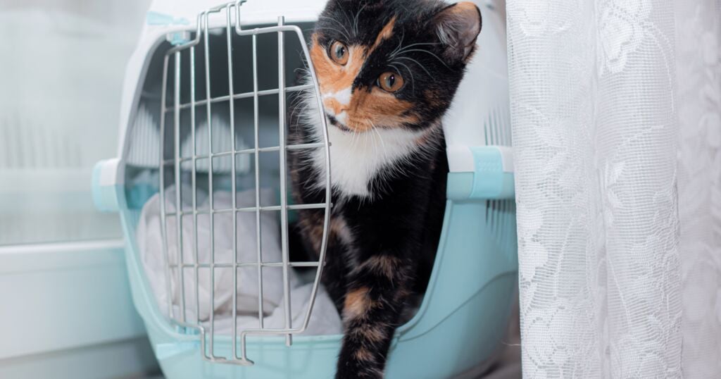 Transportbox Katze