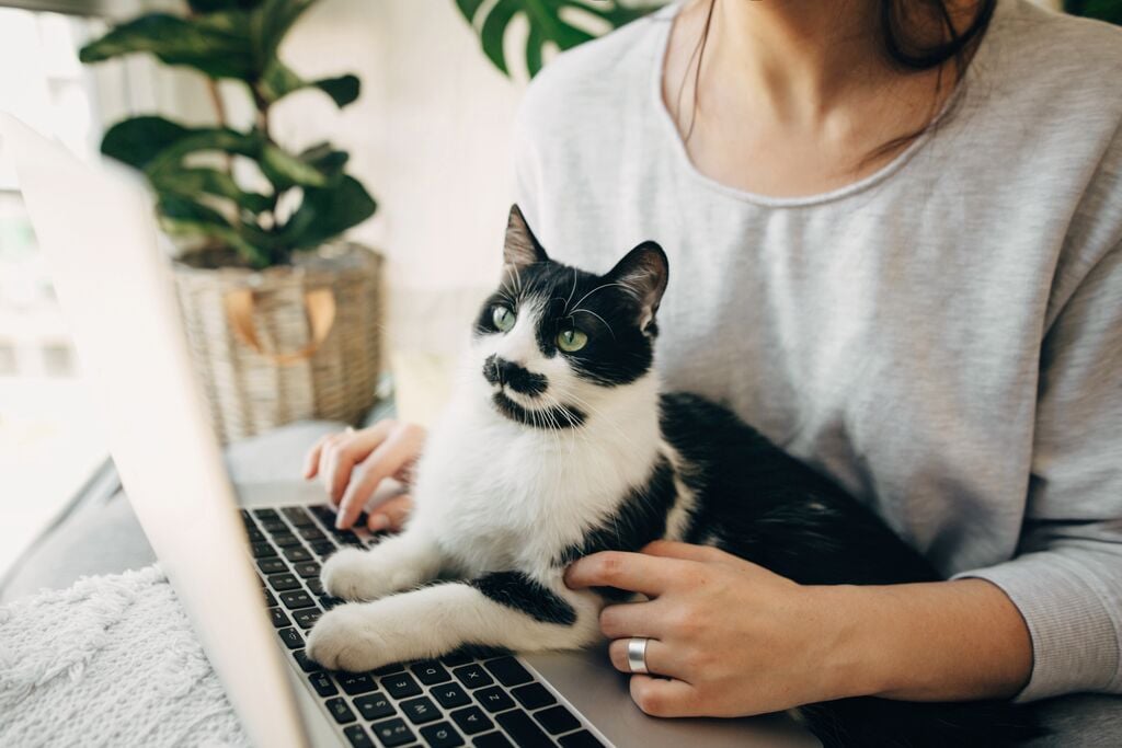 Fekete-fehér cica ül a laptopozó gazdija ölében 