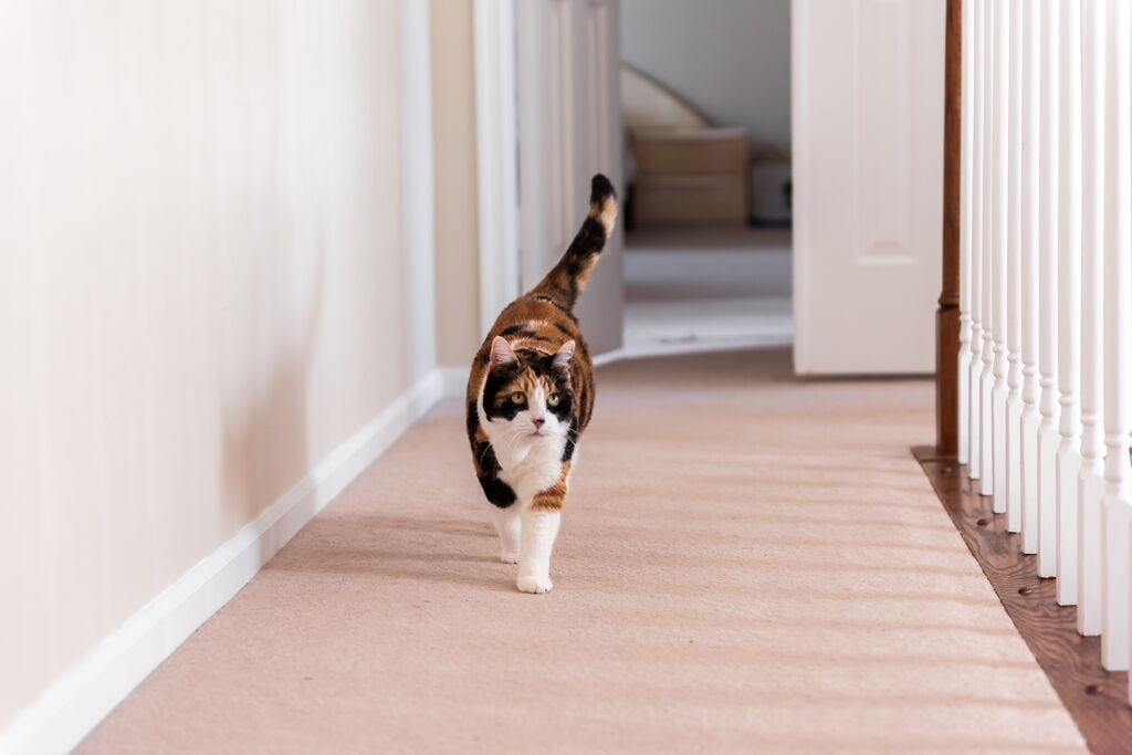 Macska sétál a padlószőnyegen 