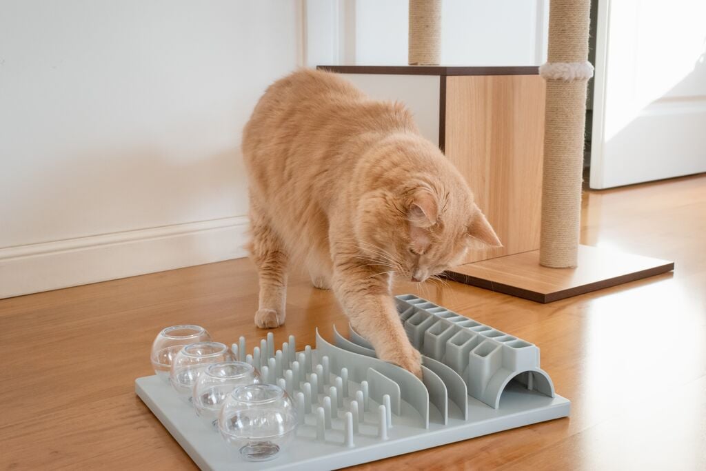 Vörös cica fejtörő játékkal játszik