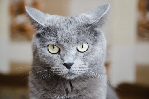 Чего нельзя делать с кошкой