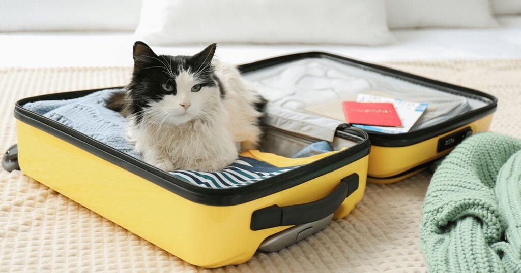 Katze liegt entspannt in Koffer