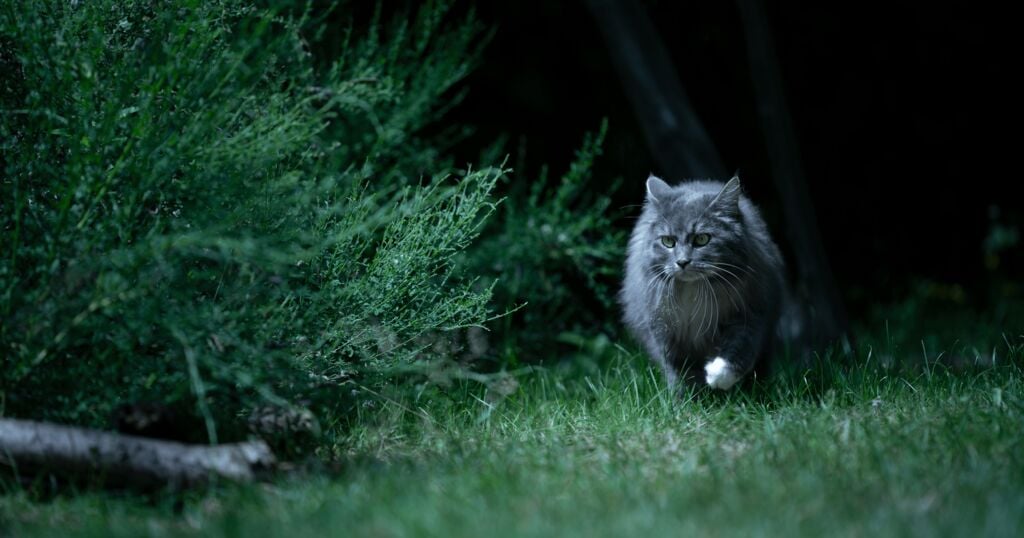 Was machen Katzen nachts