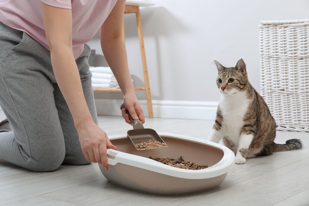 Macska és alomtálcát tisztító gazdi