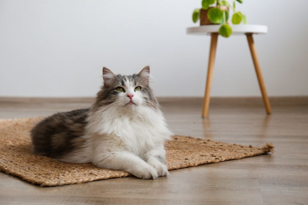 Hosszúszőrű cica fekszik a szőnyegen