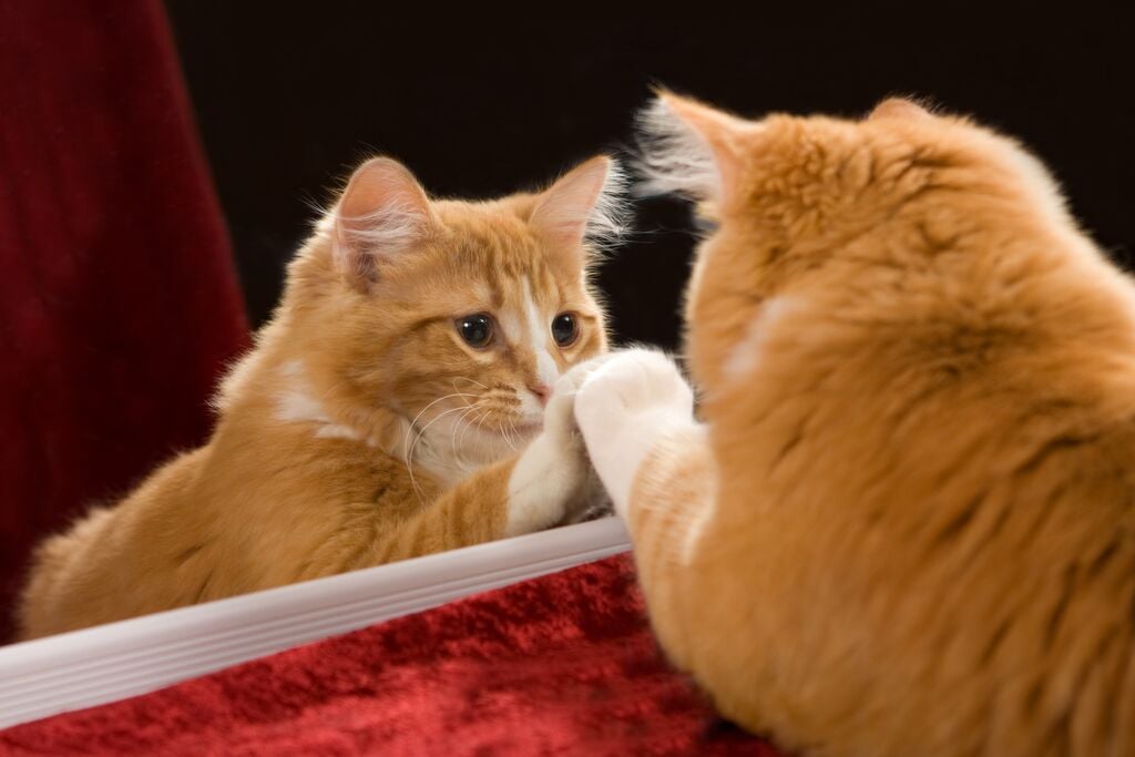 Vörös cica nézi magát a tükörben
