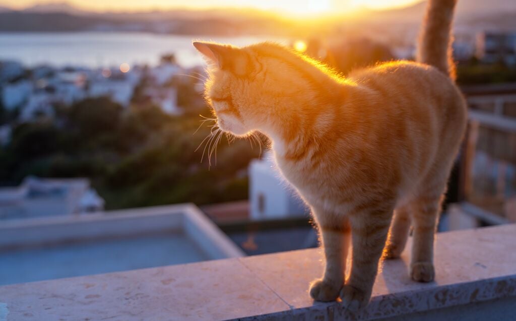 Cica a naplementében