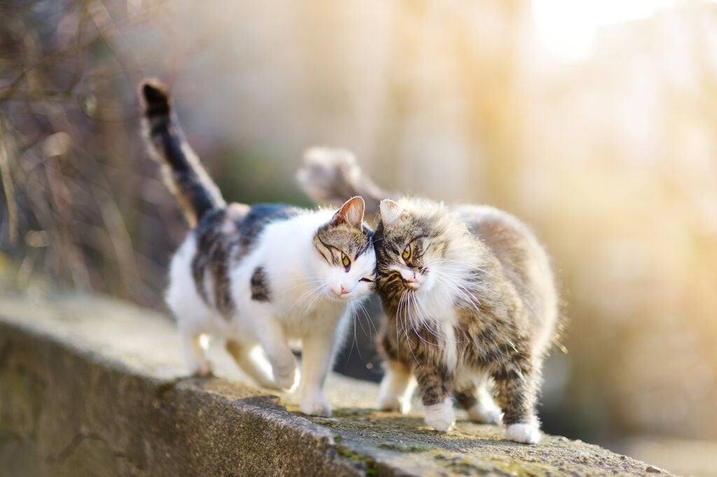 Két macska egymáshoz dörgölőzik 