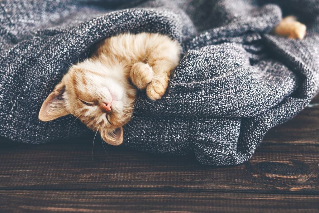 Katzen Temperatur