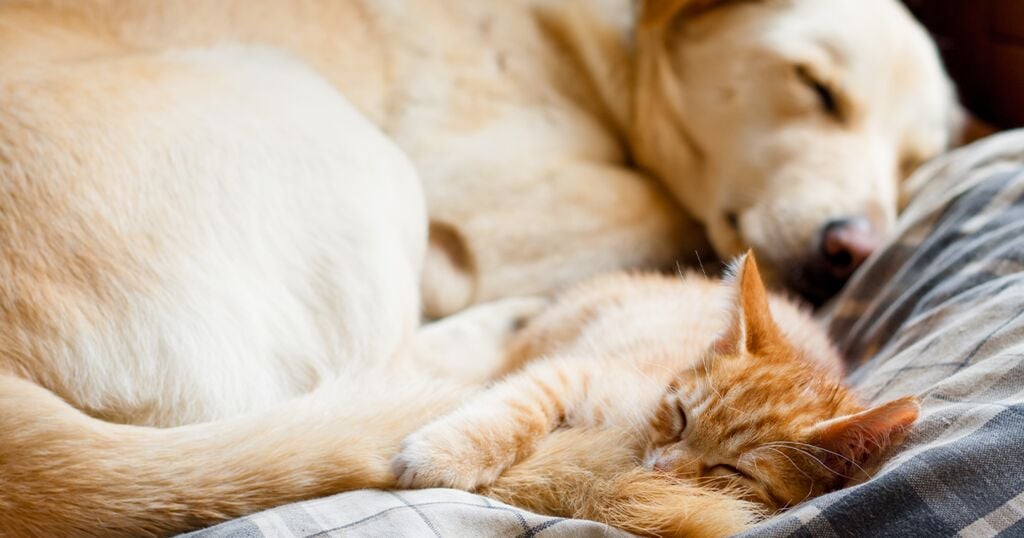 Macska és kutya együtt alszik a paplanon 