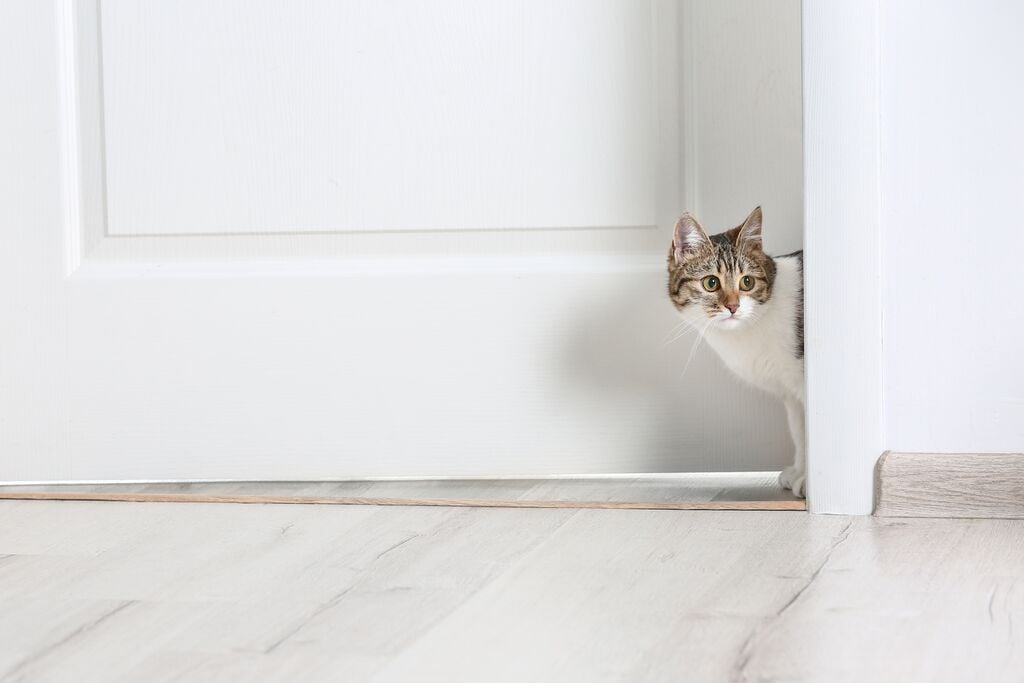 Szürke-fehér cica benéz az ajtón 