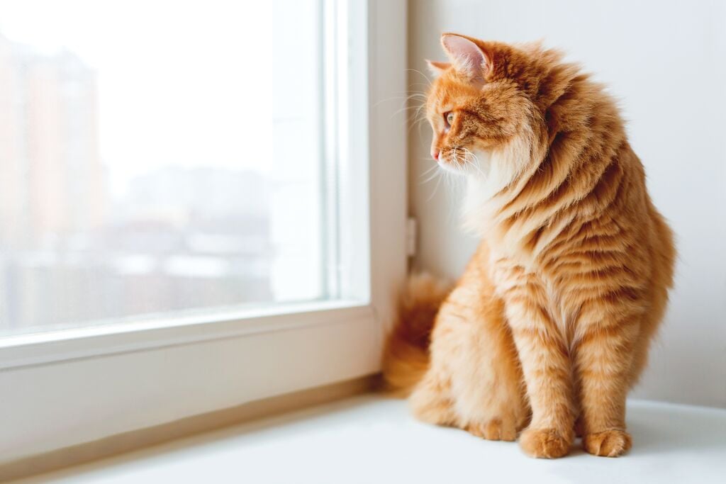 Vörös cica kinéz az ablakon 