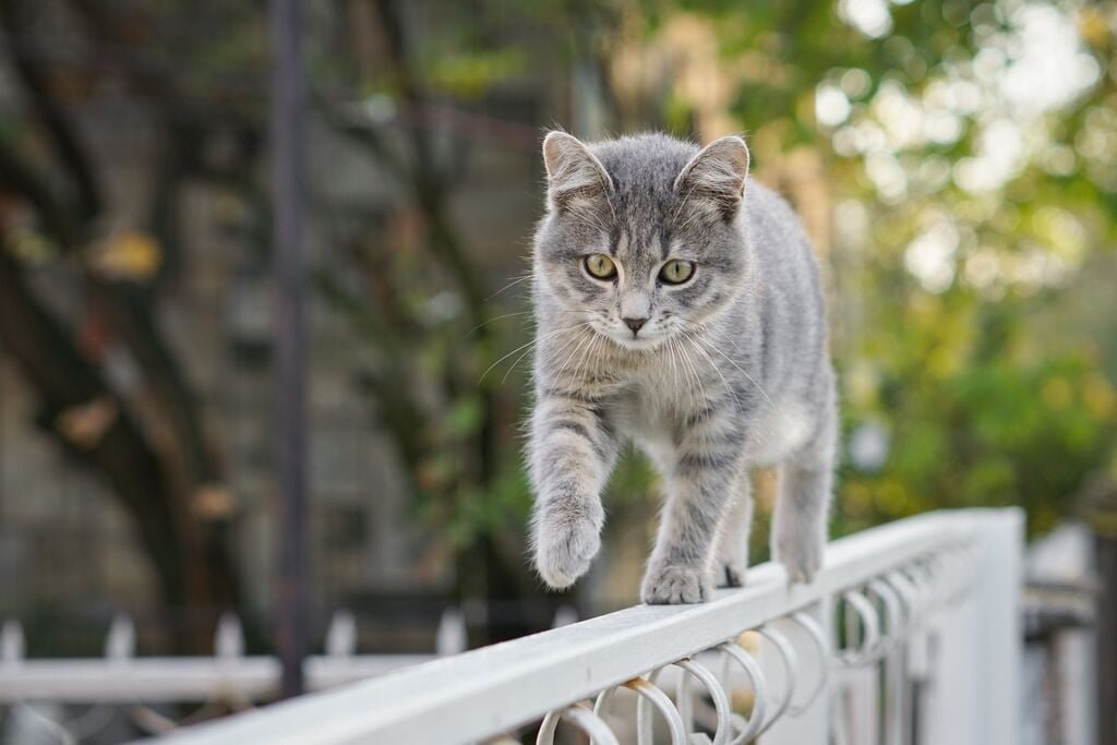 Macska sétál a kerítés tetején