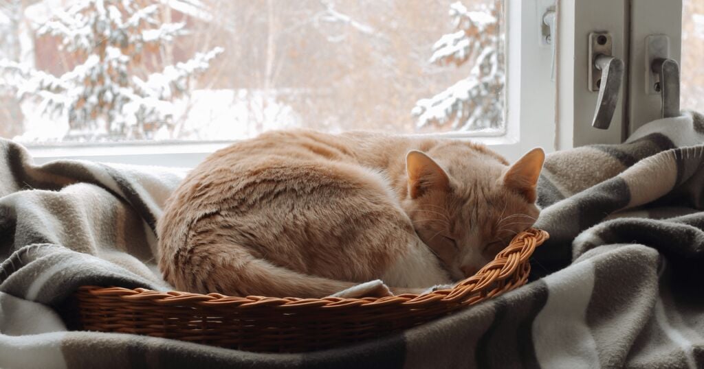Winter Katze