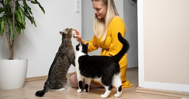 Mulher brincando com seus dois gatos dentro de casa