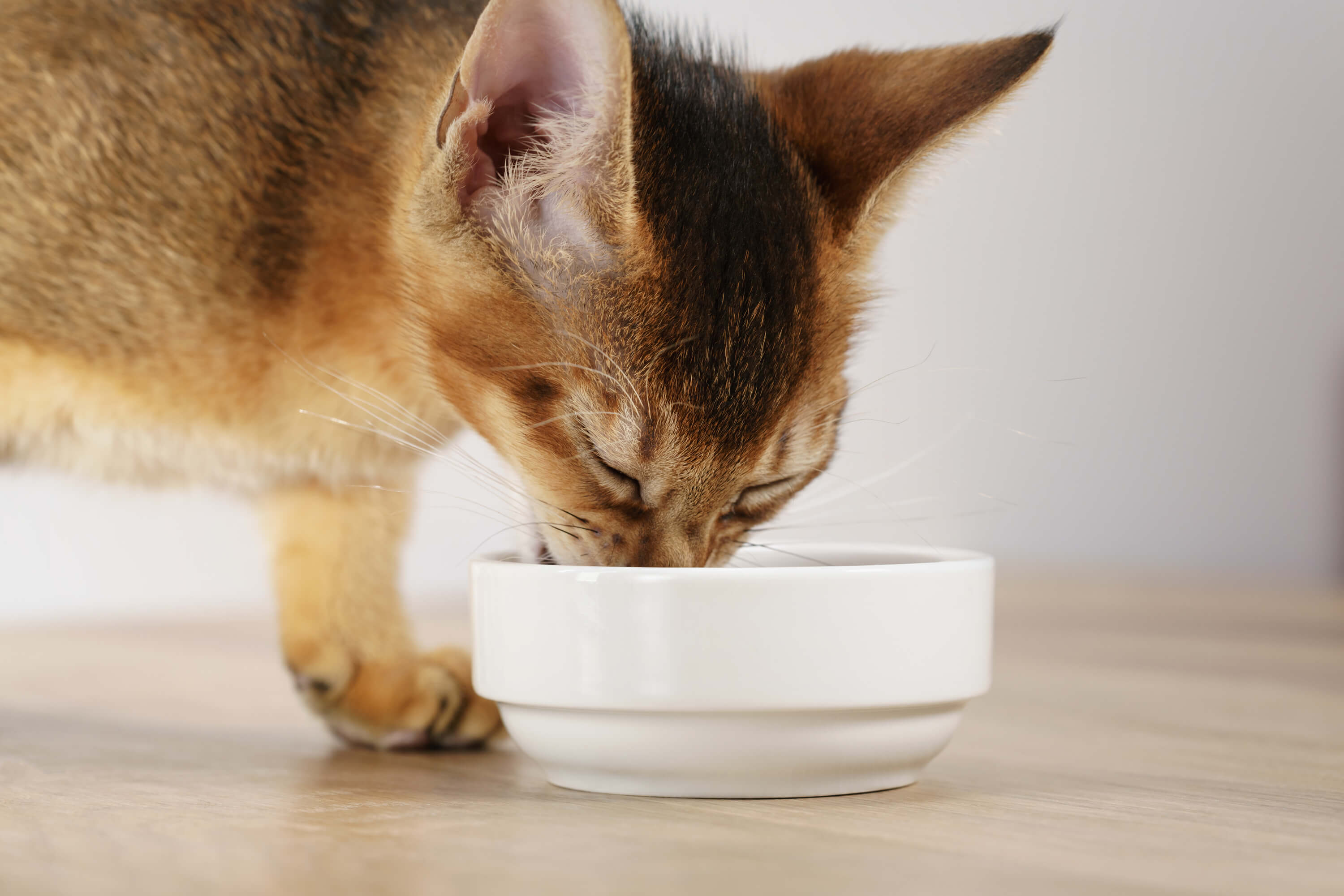 kitten eating from food bowl
