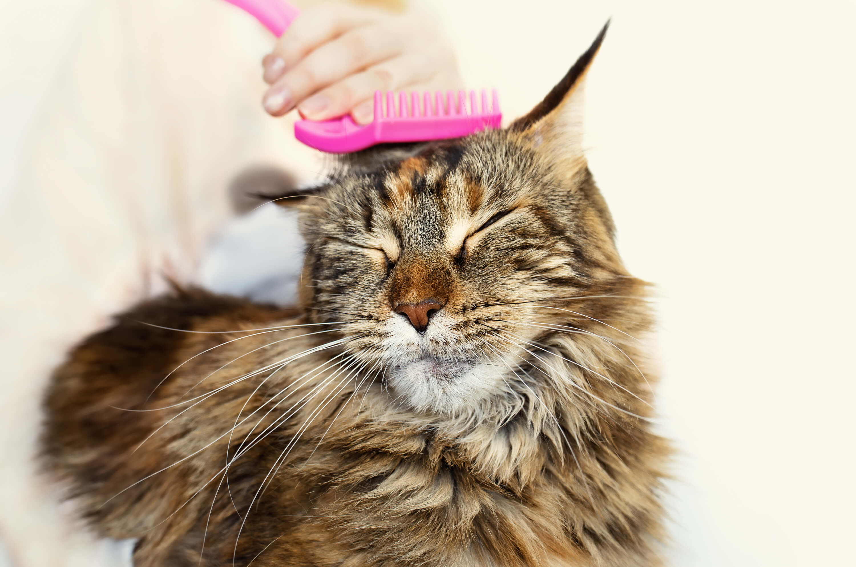 cat getting groomed for new look