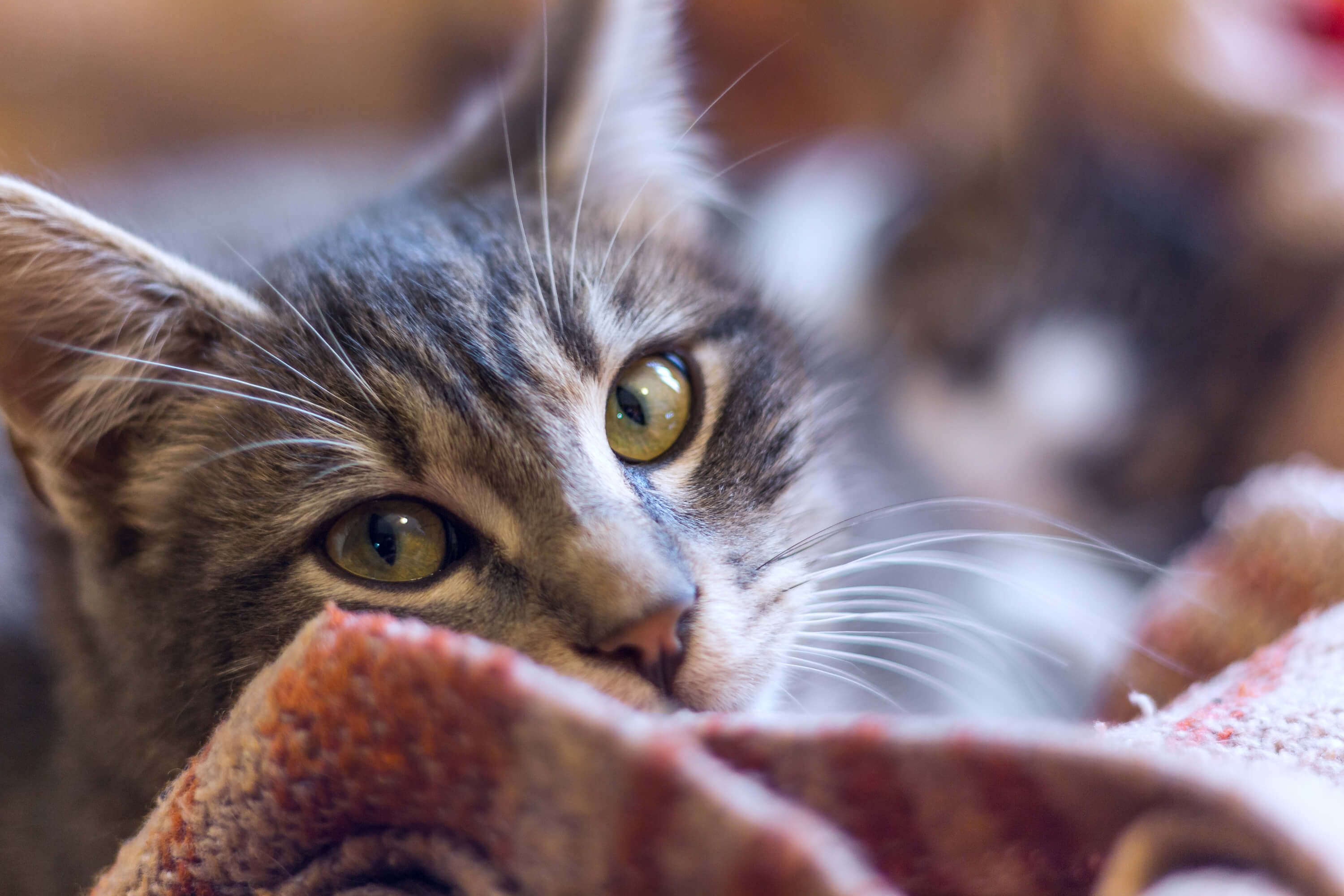 cozy cat indoors