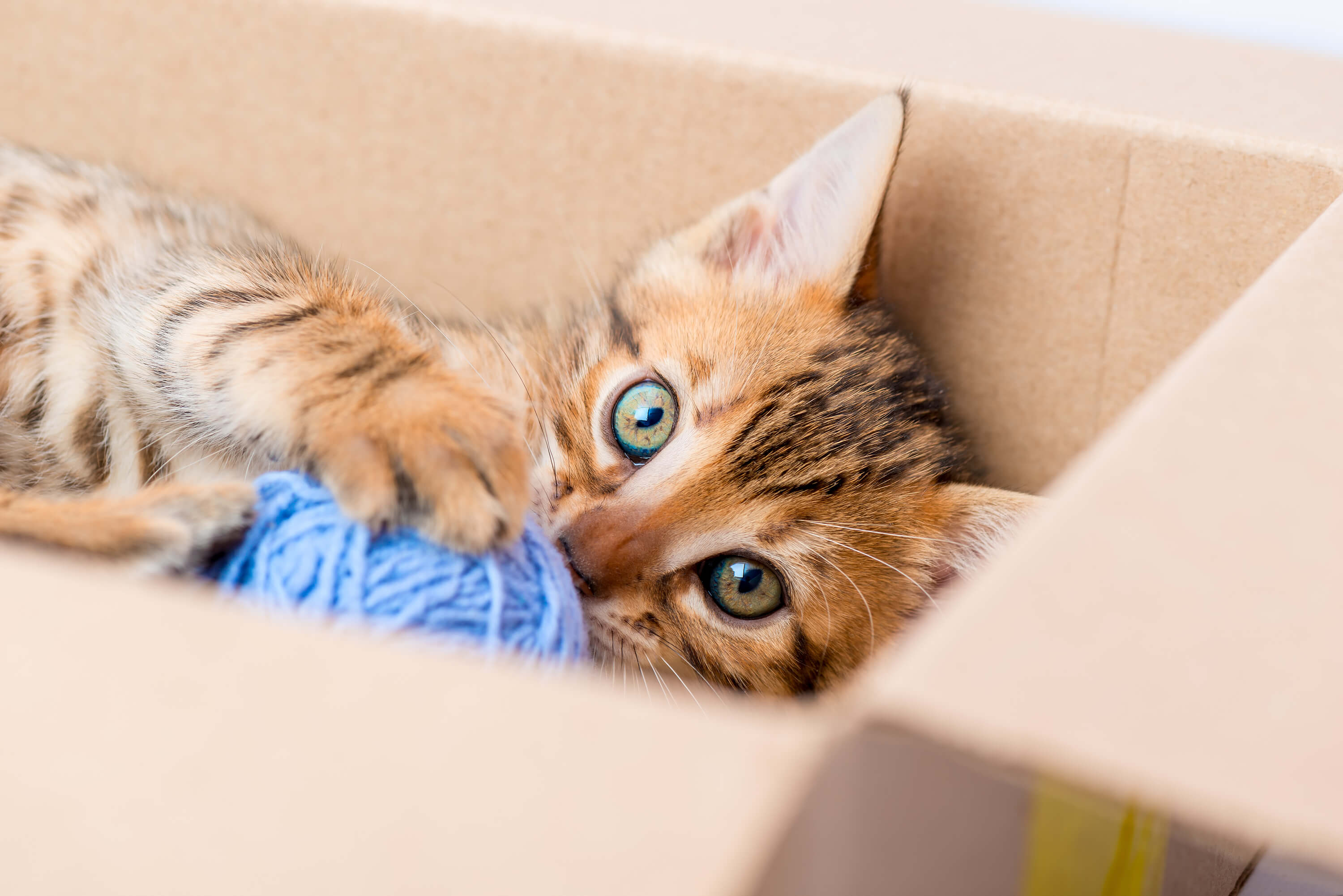 kitty playing in box