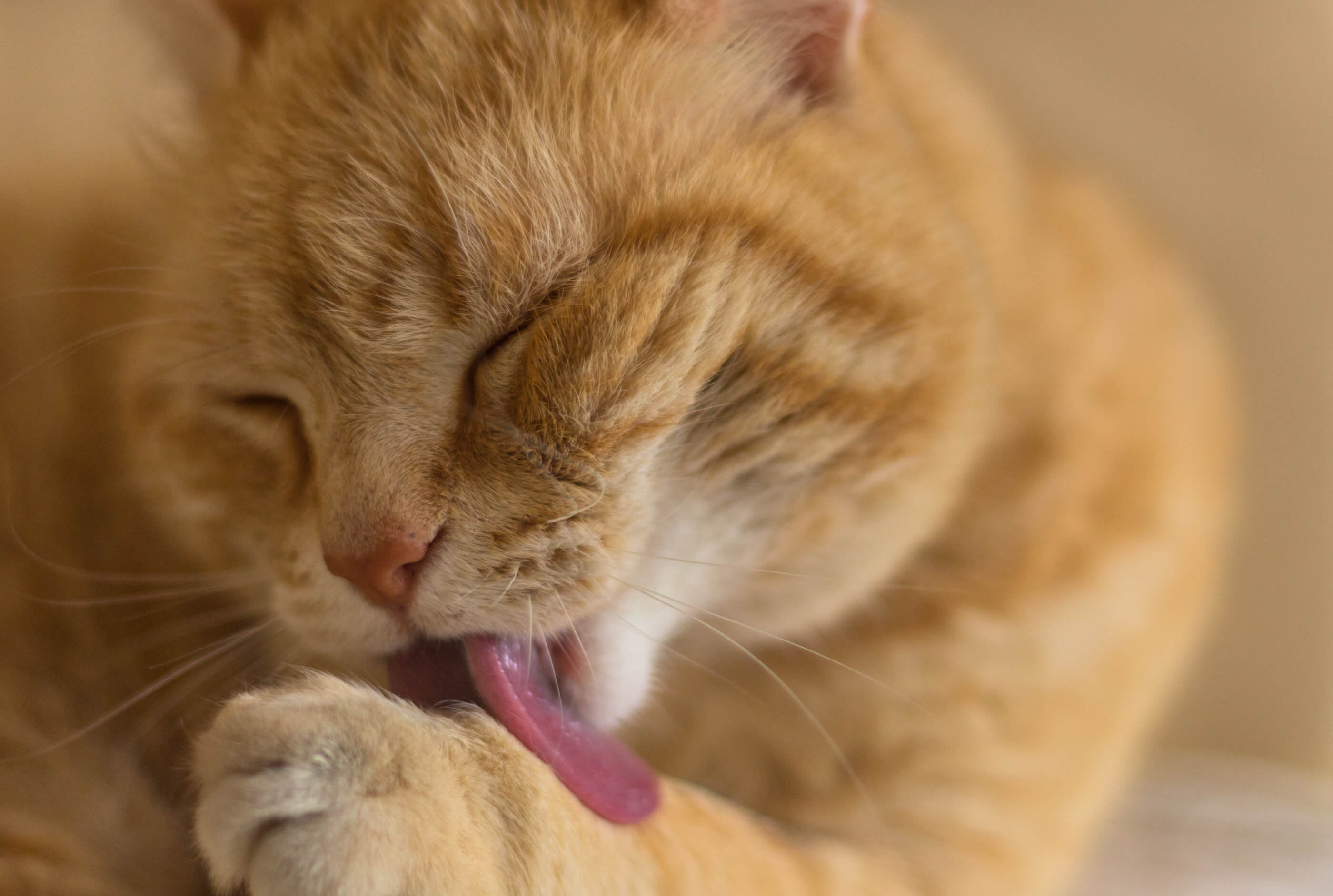 cat grooming doing some spring cleaning