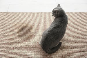 кошка мочится мимо лотка