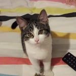 PAF FELIWAY review