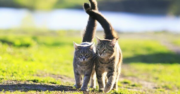 Par de gatos caminhando juntos ao ar livre