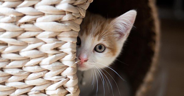 Pequeno gato branco e marrom espreitando do esconderijo