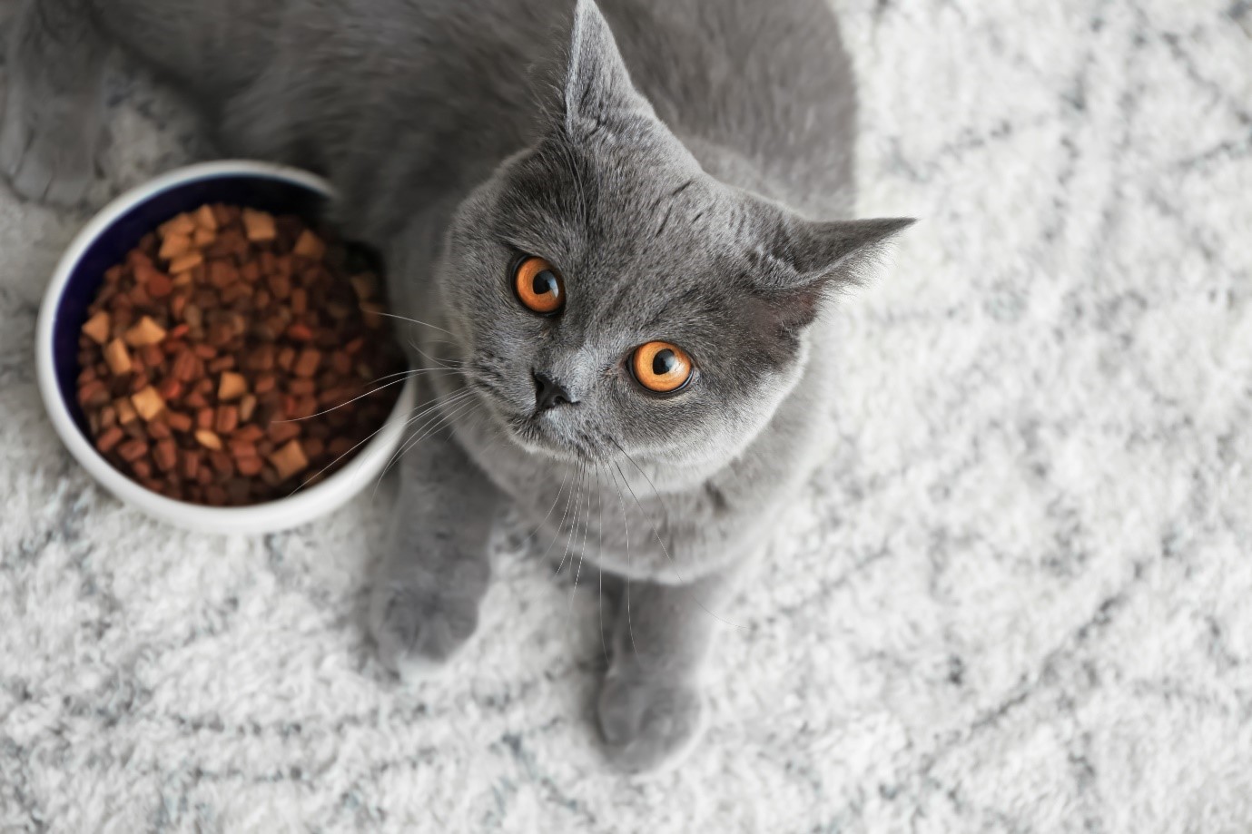 Perché i gatti non finiscono mai il loro cibo