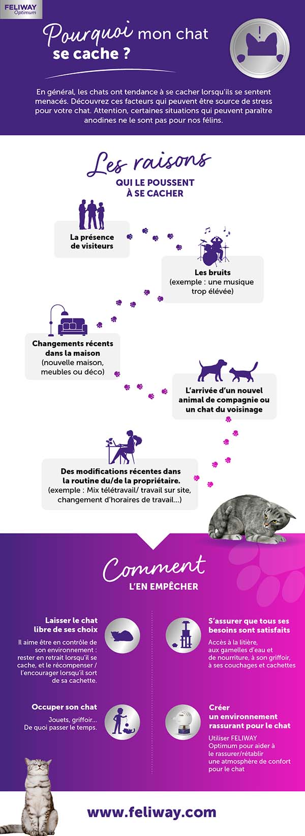 Pourquoi mon chat se cache