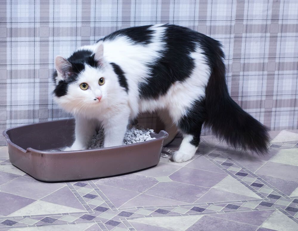 Razones por las que tu gato orina en casa 2