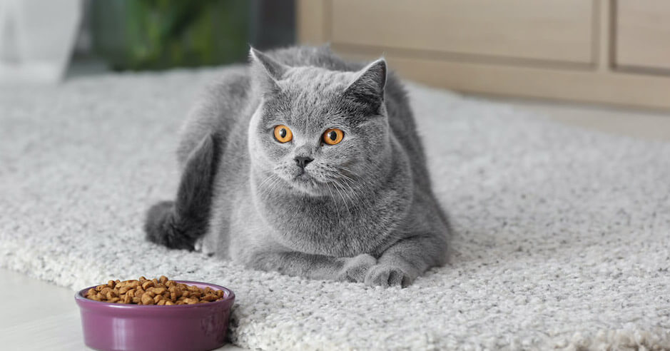 Katt med sin matskål