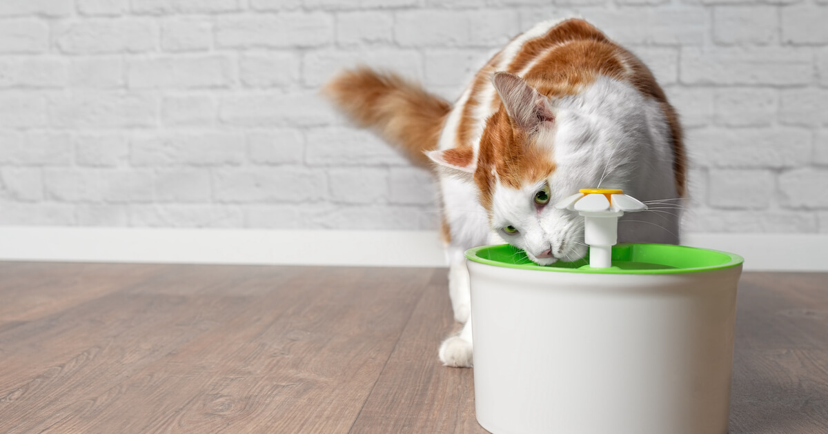 Katt som dricker ut vattenfontän