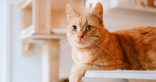 Vacker orange katt ligger på en platt avsats på sin klätterställning med båda tassarn utanför plattan.