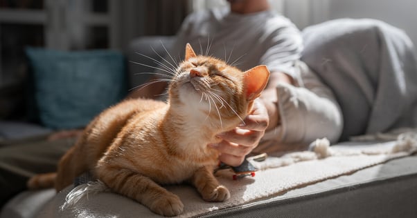 orange katt ligger på sängen och njuter av sin ägares klapp från håll.