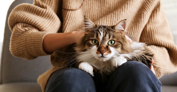 Vacker katt i bruna och vita färger tittar in i kameran medan den ligger i knäet på sin ägare och blir klappad