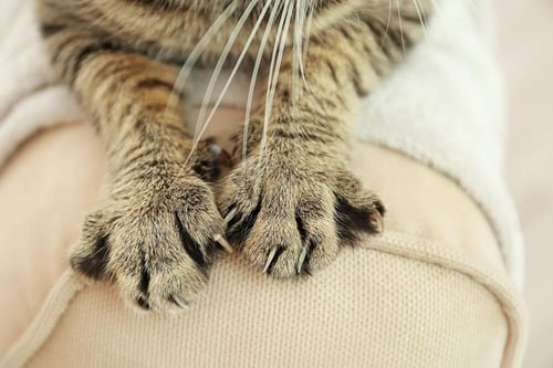 cat paws and claws on a sofa