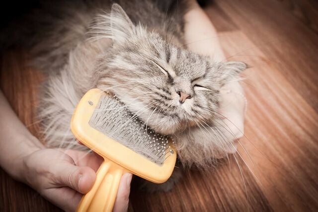 Small-grooming-cat-grooming