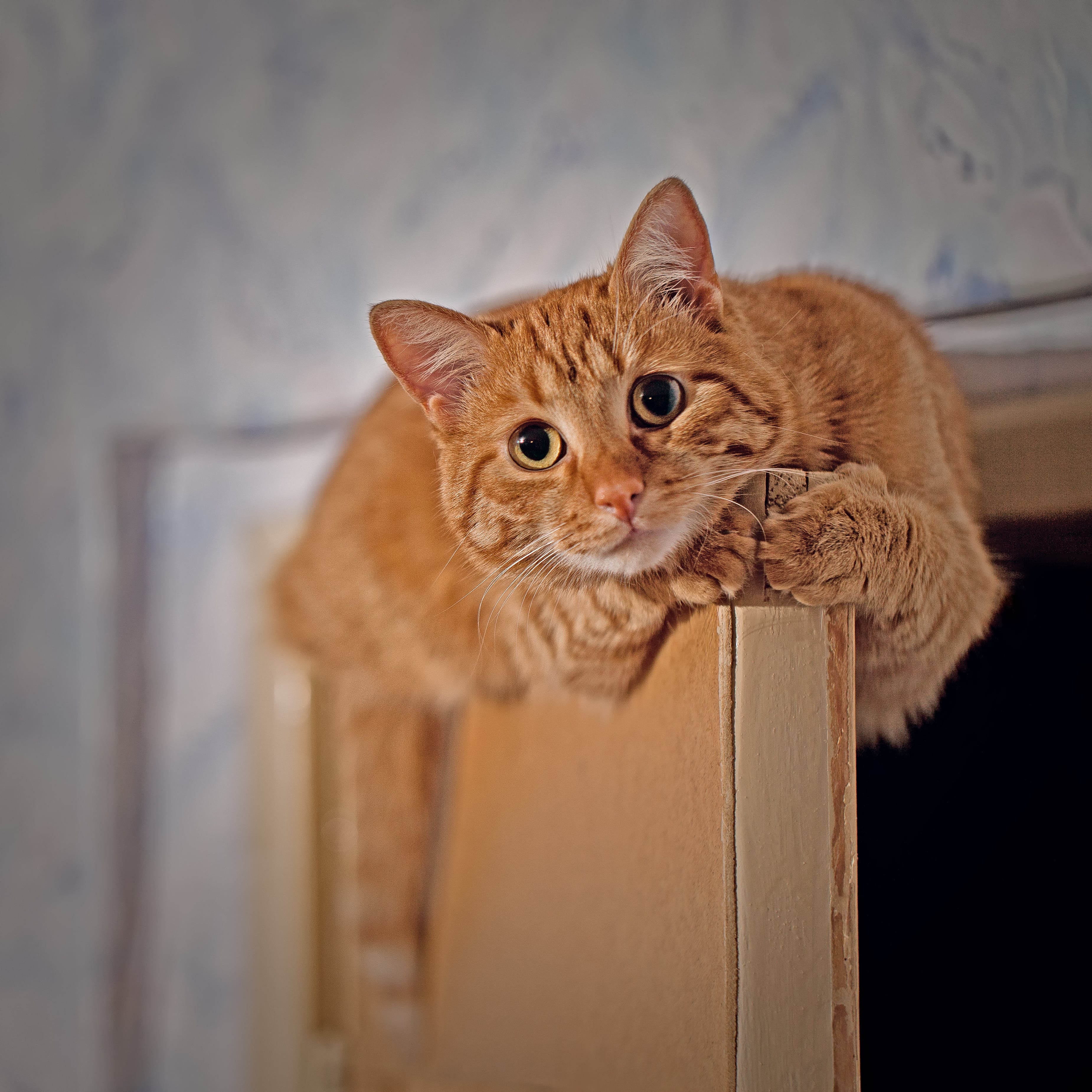 Katze sitzt auf geöffneter Tür