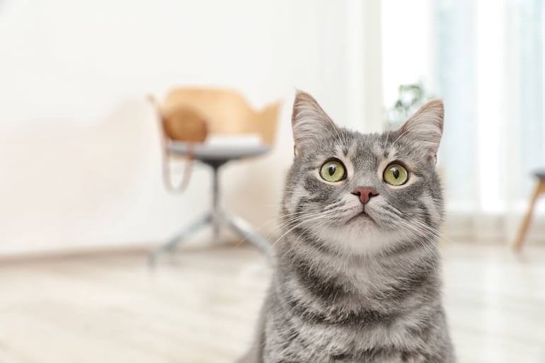 Stop neuteured cats from spraying_1-2